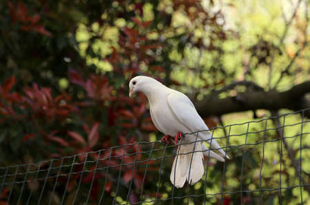 isolated white dove resting on a wire meshの写真素材