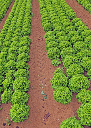 Agriculture huge field of green lettuce in summer