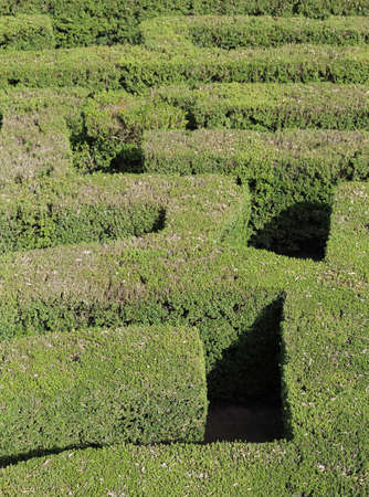 thick hedges of a difficult maze of a gardenの写真素材