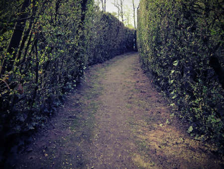 narrow dead end street in the maze of tall hedgesの写真素材