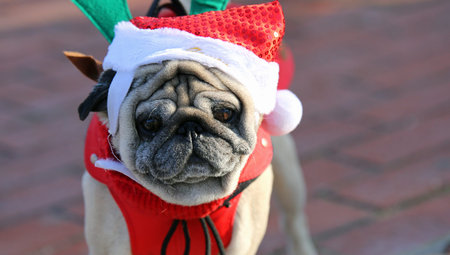 cute puppy pug dog with Santa Claus dress at Christmasの写真素材