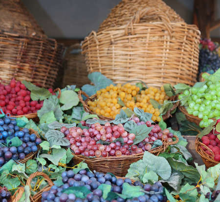 many bunches of ripe grapes and carboys in the backgroundの写真素材