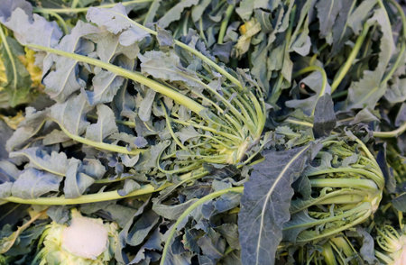 Organic green broccoli called BROCCOLO FIOLARO in Italy  for sale at the greengrocer