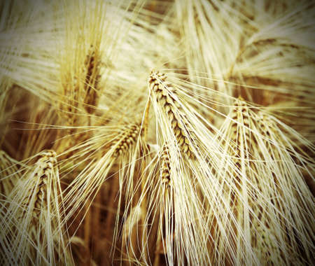 background of almost ripened ears of wheat during ripening in the field of wheat in Juneの写真素材