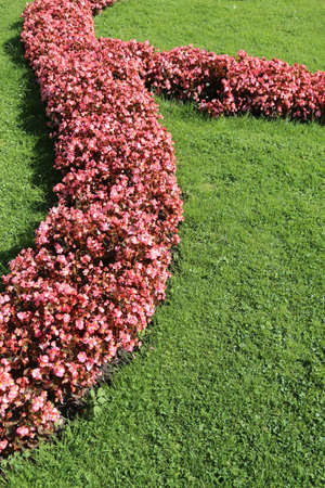beautiful flower beds and well tended by the gardener in summerの写真素材