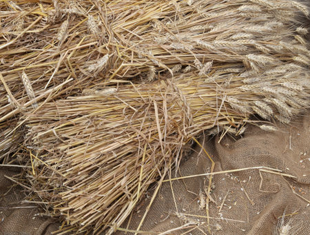 background of ripe yellow cut ears of wheat on burlap sackの写真素材