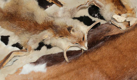 fox furs with his head for sale in handcrafted leather goodsの写真素材
