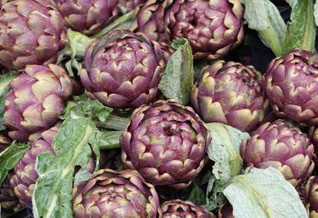 big ripe artichokes grown in the field in Italy for sale in the southern Italian marketの写真素材