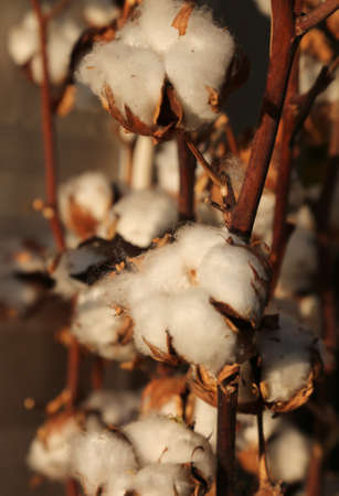 tufts of white cotton on the intensive cultivation of cottonの写真素材
