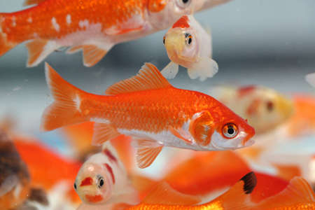 many goldfish in the aquarium of pet shop for saleの写真素材