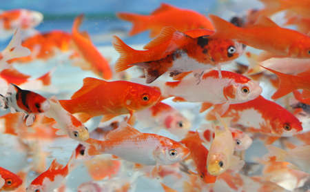 many goldfish in the aquarium of pet shop for saleの写真素材