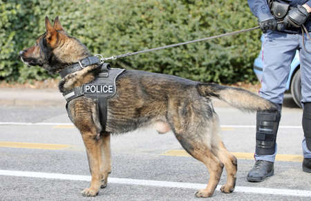 German shepherd police dog while patrolling the city streets to prevent terrorist attacksの写真素材