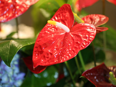 Macro red flower with very long spadix