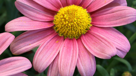 big purple daisy with large petals blossomed in spring