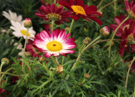 beautiful daisies with large petals blossomed in springの写真素材