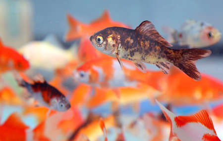 many goldfish in the aquarium of pet shop for saleの写真素材