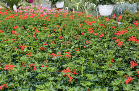 many red geraniums on sale in the greenhouse in spring