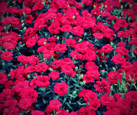 background of red carnations with vintage effectの写真素材