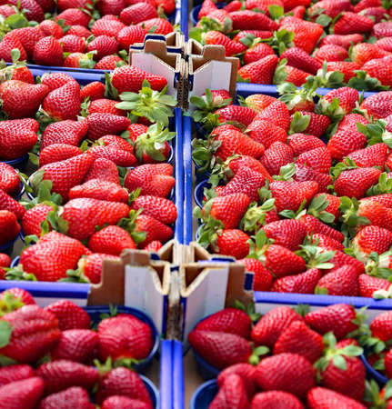 many boxes of ripe red strawberries for sale in a fruit and vegetable shopの写真素材