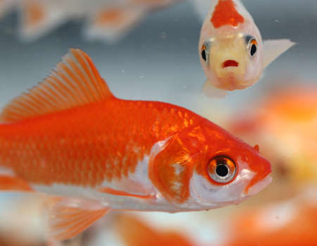 many goldfish in the aquarium of pet shop for saleの写真素材