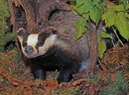 Young skunk or polecat in the woods in autumnの写真素材
