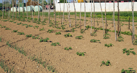 wide vegetable garden with little tomatoes plants in spring