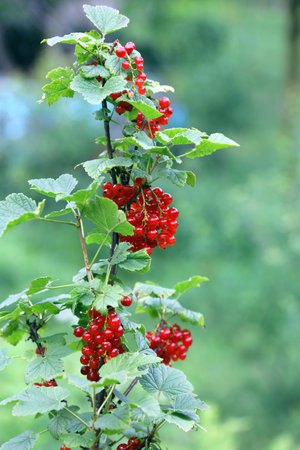 Ripe red ribes on the green plant in summer