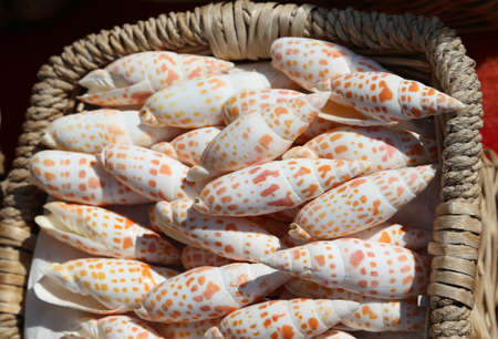 Many tropical and exotic shells in baskets for sale at a souvenir shopの写真素材