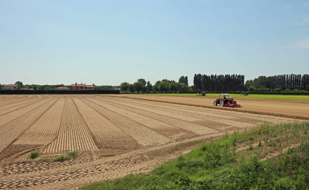 Field cultivated with lettuce and tractor  in the Po Valley in Italyの写真素材