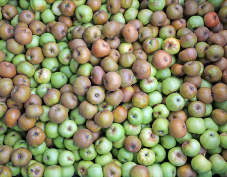 ripe green organic apples in the box for sale in the wholesale marketの写真素材