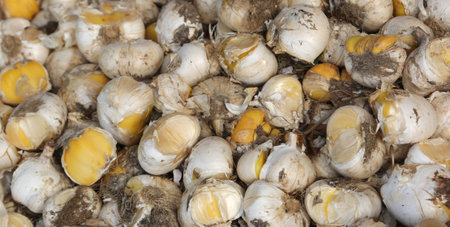 many flower bulbs for sale in the specialized florists market