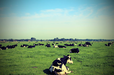 many cows grazing in prairie in summer with vintage effectの写真素材