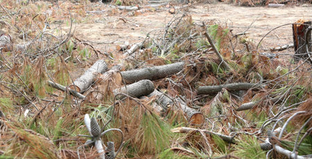 lots of trees and pines cut during deforestation