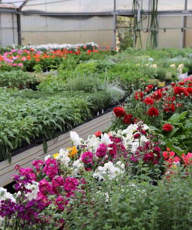 florist greenhouse with lots of blossomed flower pots on wholesaleの写真素材