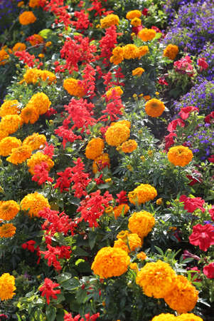 flowerbed with many flowers flowering in springの写真素材