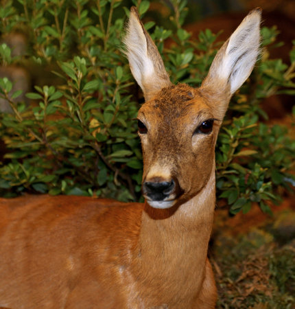 muzzle of a young roe of mountain with long ears