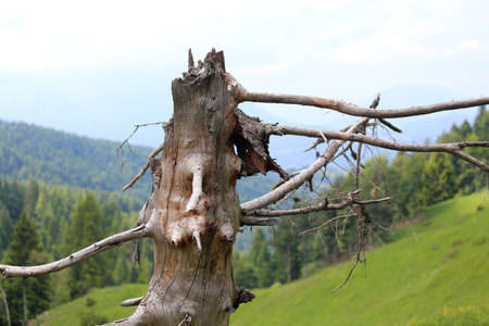 dry tree dead in the mountains after being struck by a lightning strikeの写真素材