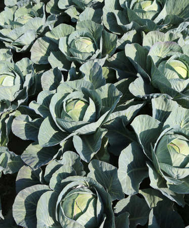 background of green cabbages in a field at the end of summerの写真素材
