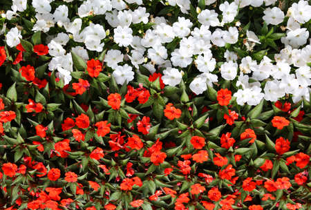 floral background of many little flowers with white and red colorの写真素材