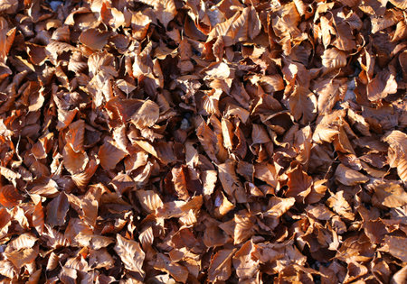 background of dried fall leaves in autumn