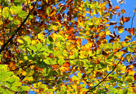 Fantastic autumn leaves background with very bright colors