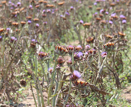 many artichokes in the cultivated field in summerの写真素材