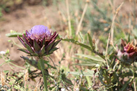 field cultivated with large ripe artichokes in summerの写真素材