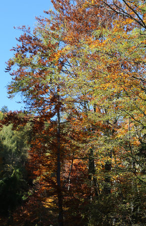 Autumn trees with colorful leaves along a mountain path