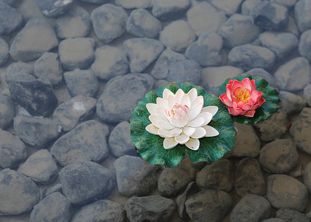 two water lily flowers in the pond with stones on the bottom