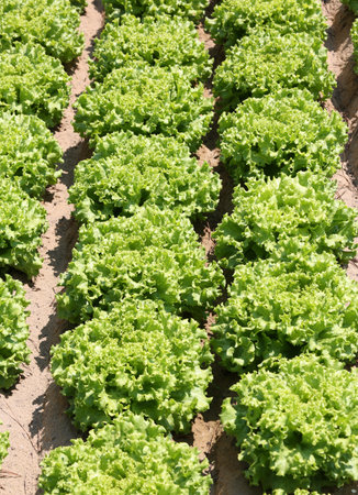 fertile sandy soil and green lettuce sprouted in the field cultivated in summer