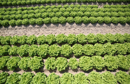 intensive cultivation of green lettuce in fertile sandy soil in the Padana plain italy