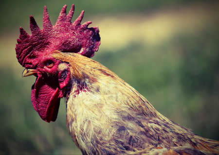 portrait of a big rooster and red crest in the henhouse with vintage effectの写真素材