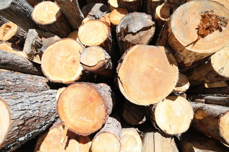 backdrop of so many trunks cut by the woodcutter forming a huge stack of wood