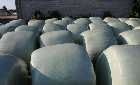 many hay bales coating with plastic film for protection in case of bad weatherの写真素材